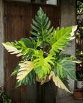 Philodendron olympiad variegated
