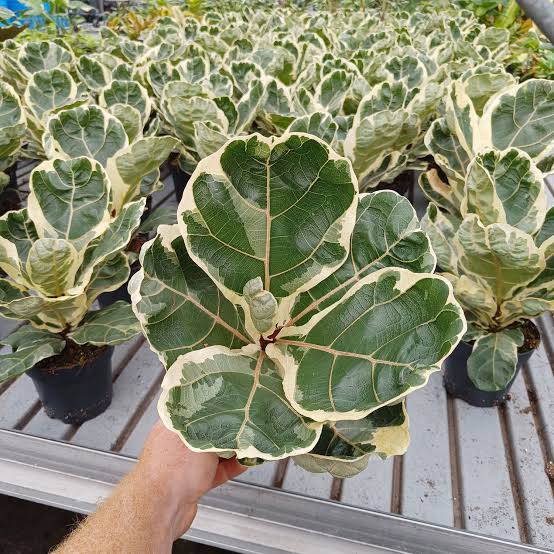Variegated Ficus Lyrata (Variegated Fiddle Leaf Fig)
