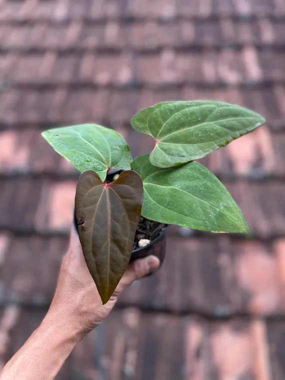 Anthurium RVDP / Red Vein Dark Phoenix