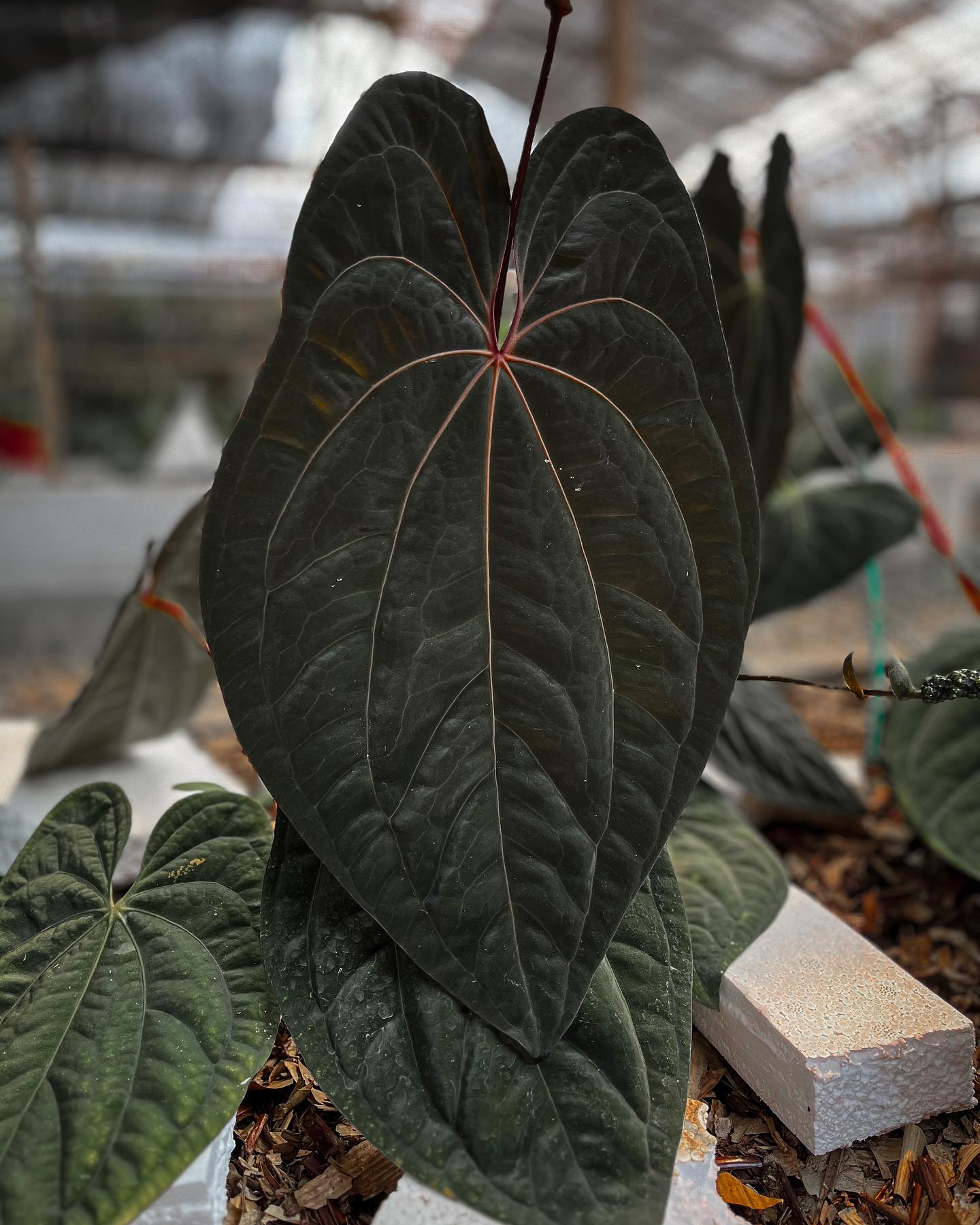 Anthurium RVDP / Red Vein Dark Phoenix