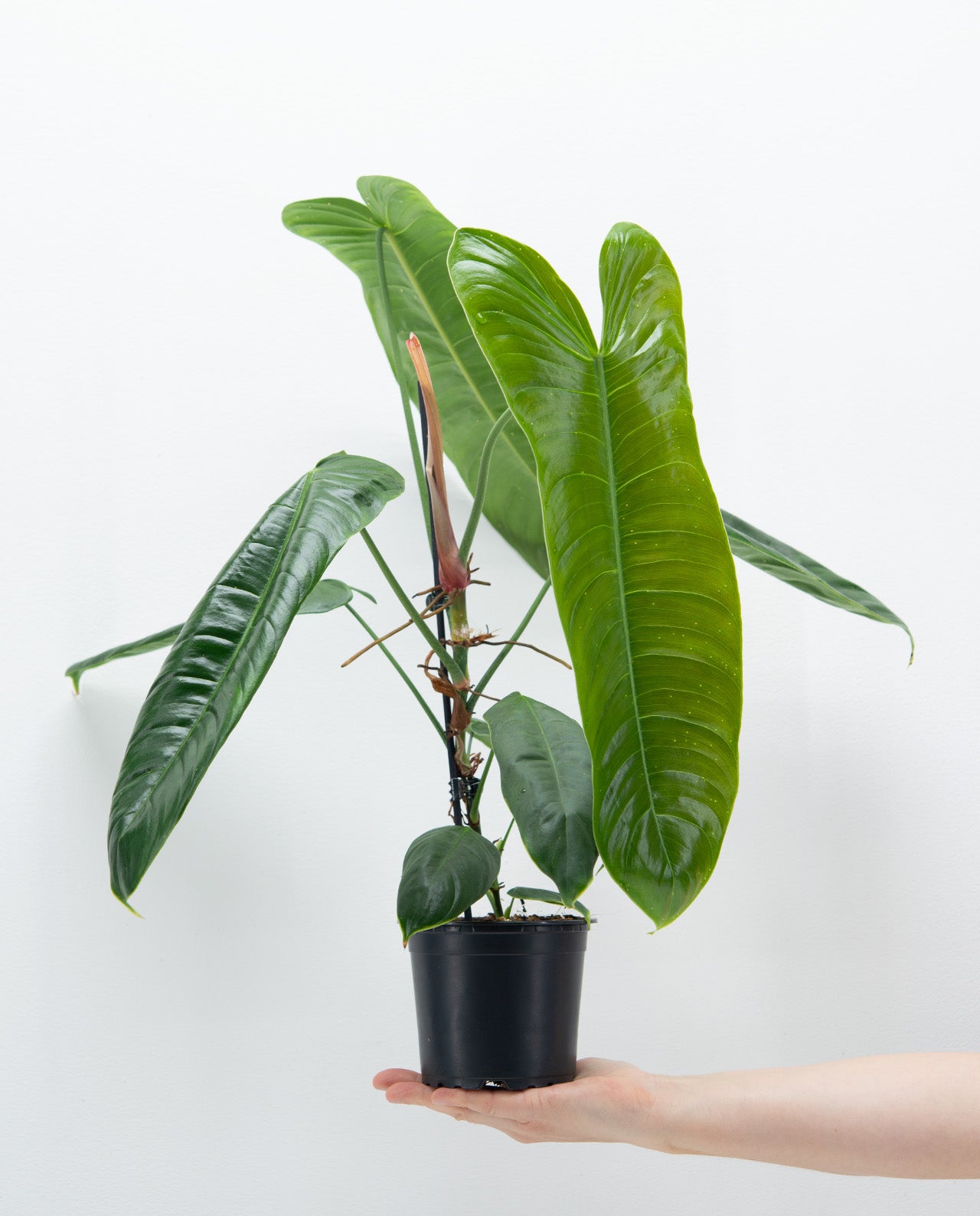 sharoniae philodendron Philodendron Sharoniae – GROMEE