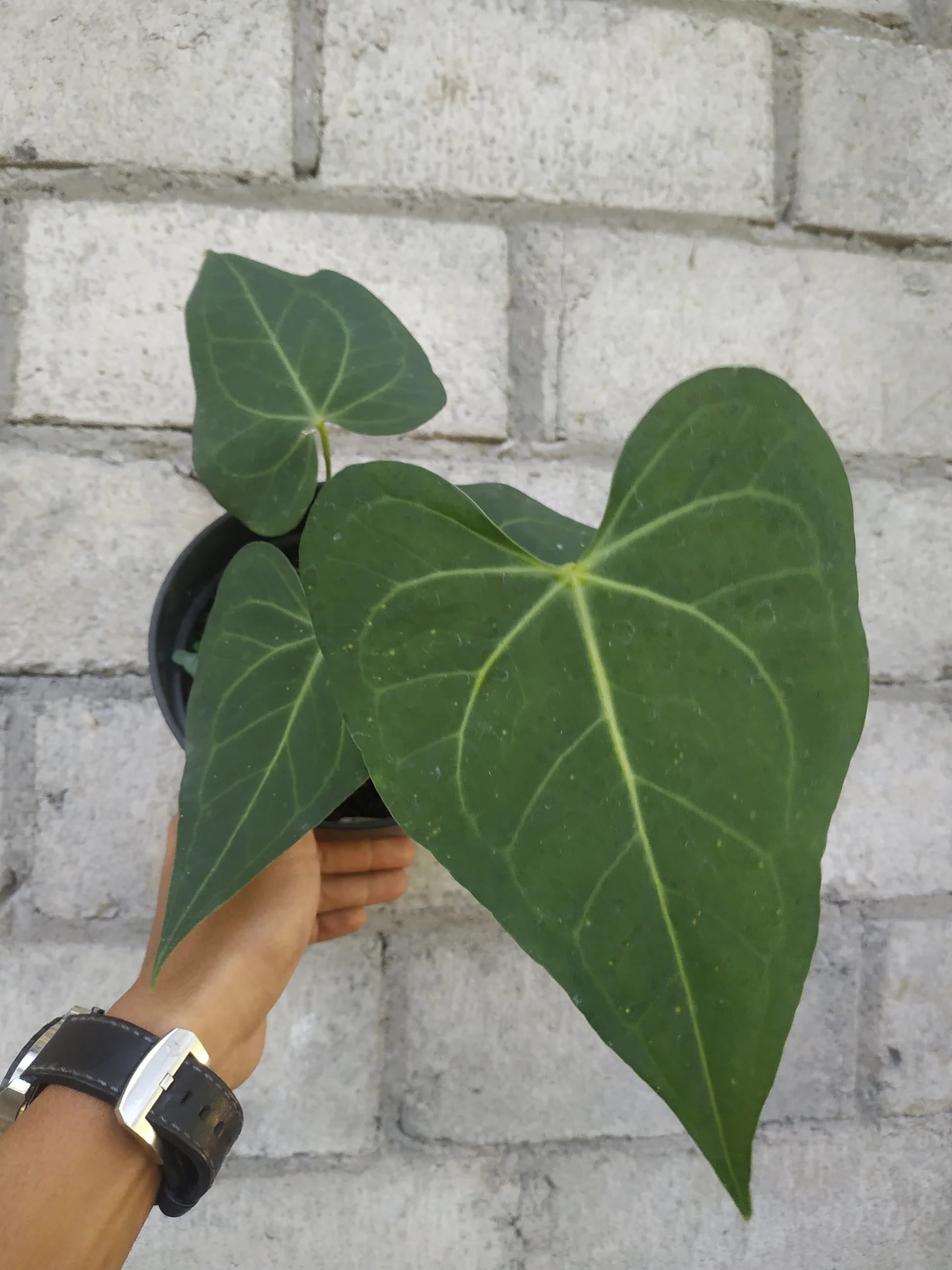 Sweet love (Above 1ft hieght)