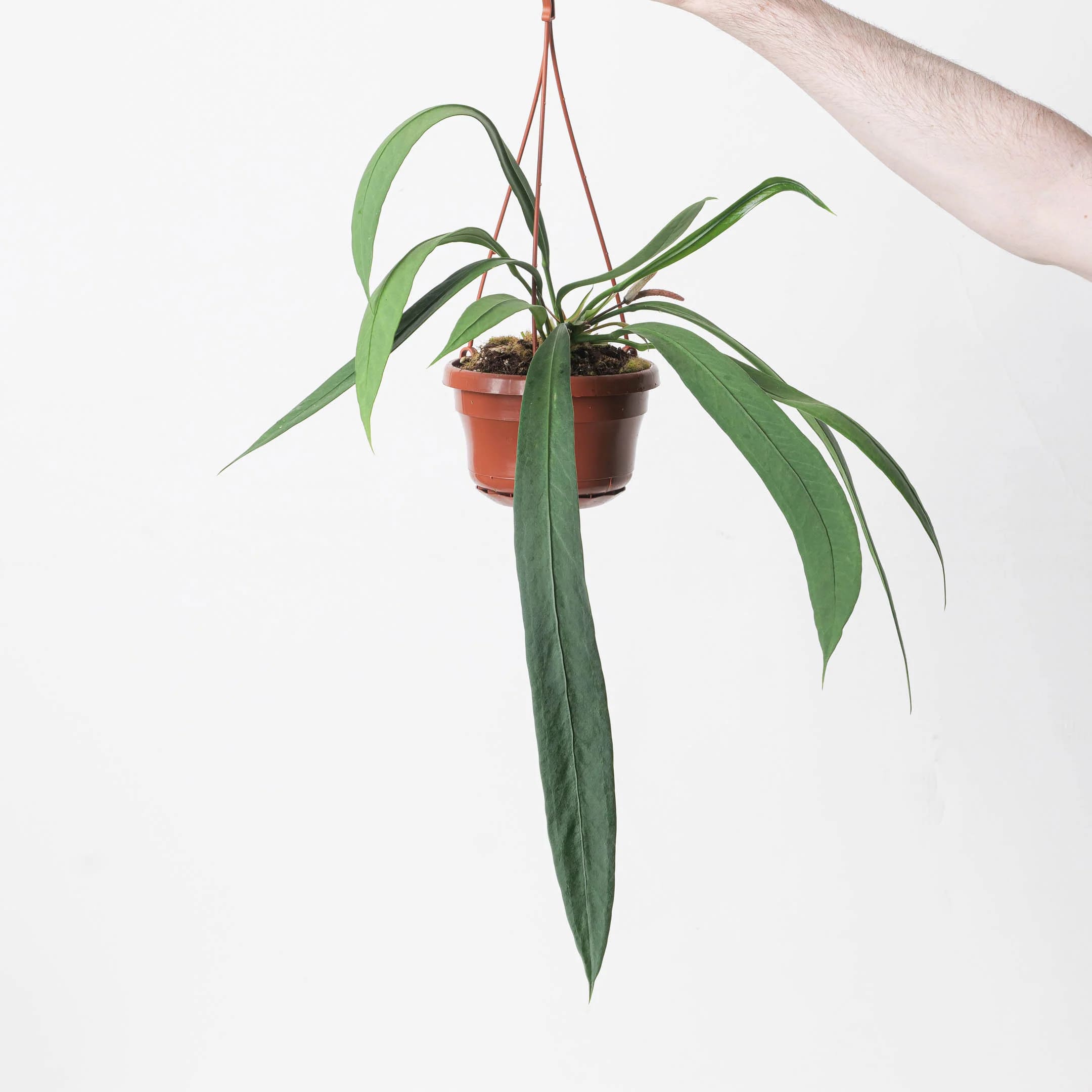 Anthurium Vittariifolium