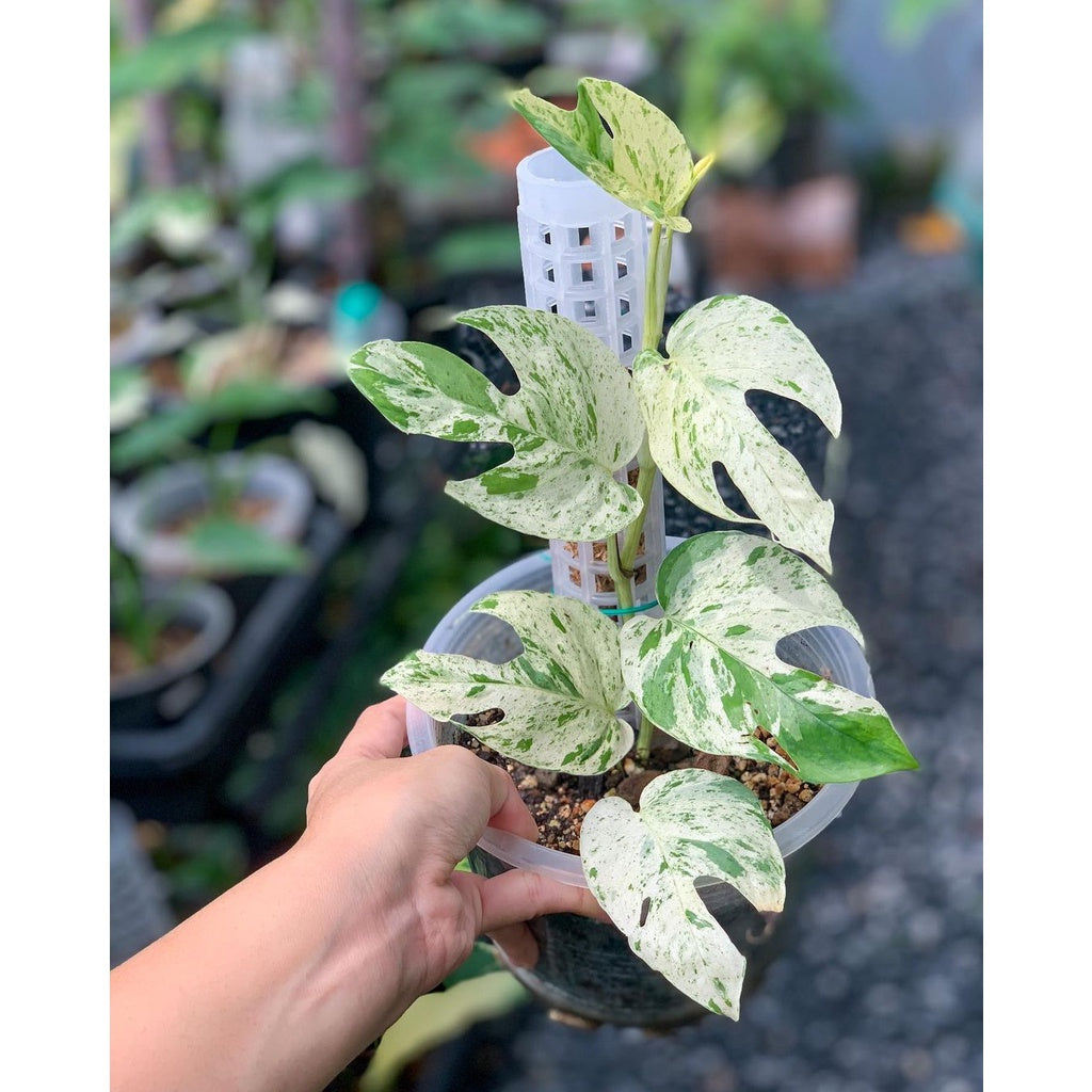 Epipremnum pinnatum marble variegated