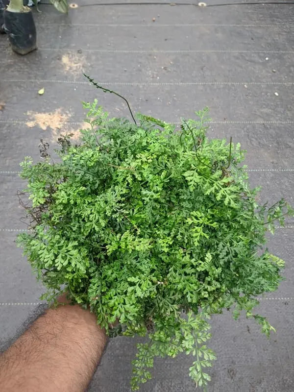 Bolbitis Fern