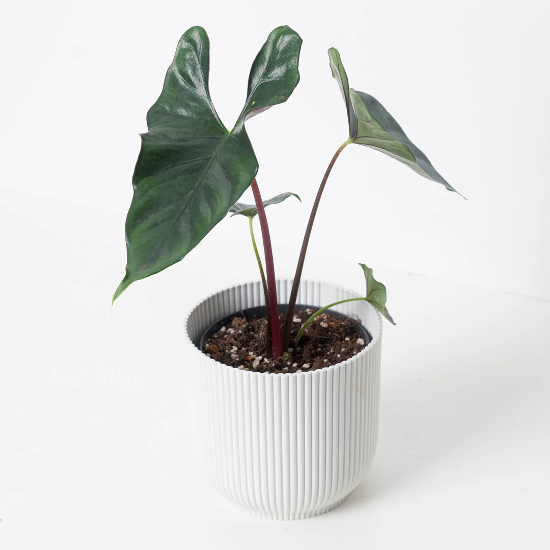 Alocasia purple cloak