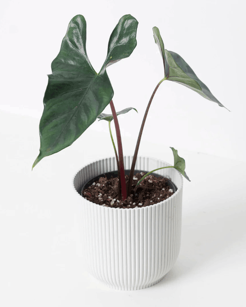 Alocasia purple cloak