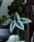 Alocasia Platinum Bisma