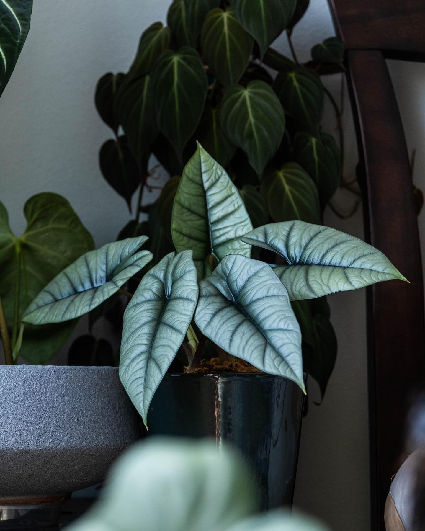 Alocasia Platinum Bisma