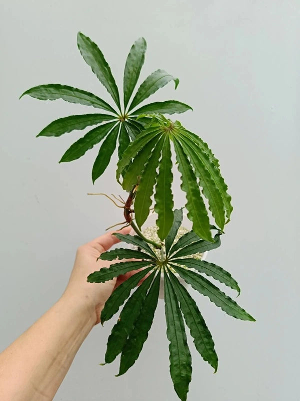 Anthurium polystictum